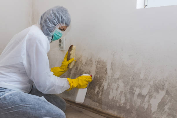 Best Toxic Mold Removal  in Alburtis, PA