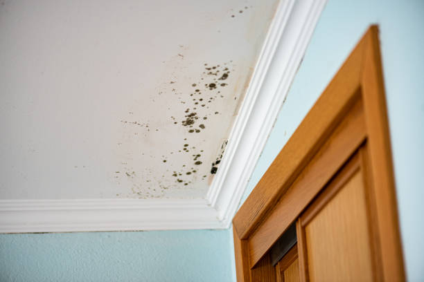 Professional Mold Removal in Alburtis, PA