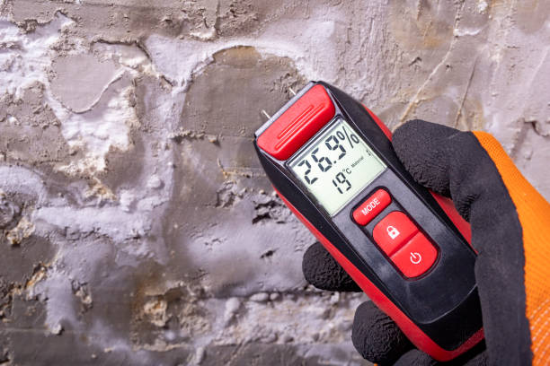 Reliable Alburtis, PA Mold Removal Solutions