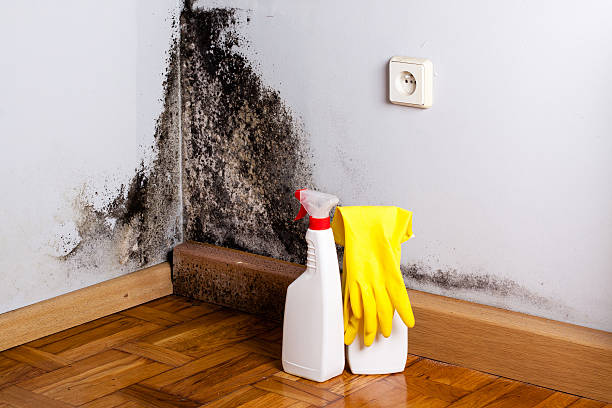 Best Black Mold Removal  in Alburtis, PA