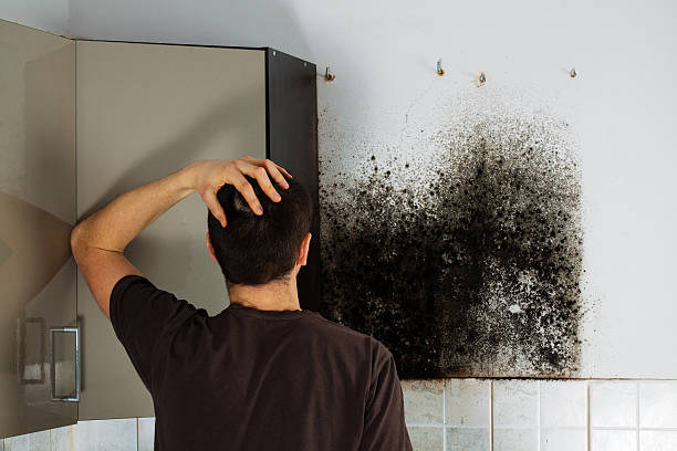 Certified Mold Removal in Alburtis, PA