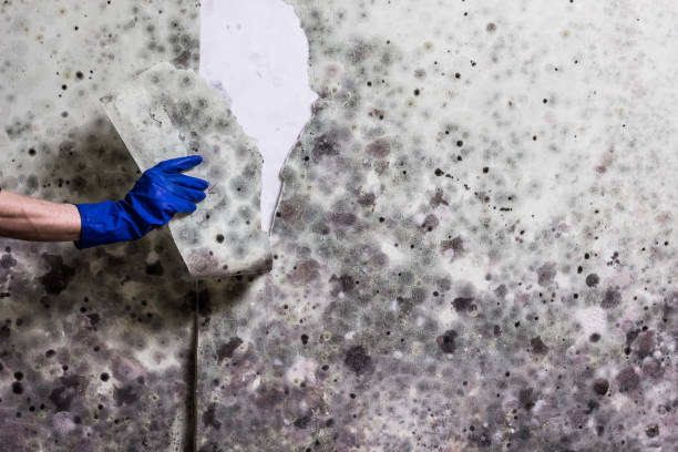 Best Same-Day Mold Removal  in Alburtis, PA