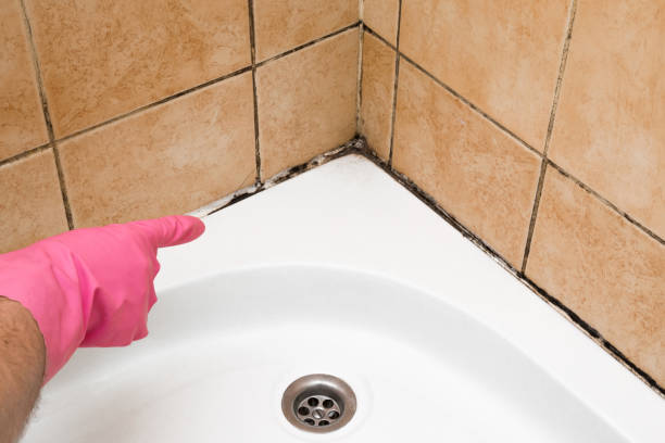 Best Mold Damage Repair  in Alburtis, PA